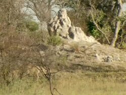 WS PAN Collared lioness and lion displaying courting behavior then lion moves off through floodplain grassland / Okavango Delta, North West District, Botswana Stock Footage
