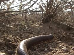 CU PAN Millipede crawling on dry stalks / Tanzania  Stock Footage