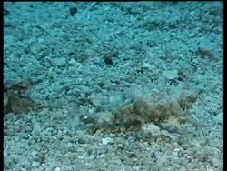 CU Sea Moth head, zoom out to pair of Sea Moths moving over seabed, Kapalai, Borneo, Malaysia Stock Footage