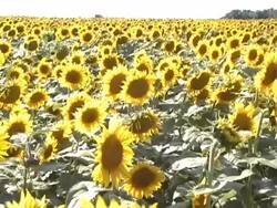 Sunflower Field Stock Footage