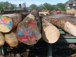 MS PAN Logs moving on saw machine in lumberyard at saw mill / Schweich, Rhineland Palatinate, Germany Stock Footage