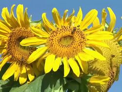 HD: Sunflower with bees Stock Footage