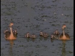 Lesser Whistling Ducks with chicks on pond, Bharatpur Bird Reserve, India, Asia Stock Footage