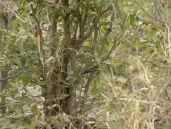 MS TD Elephant grazing in thick bush / Okavango Delta, North West District, Botswana Stock Footage