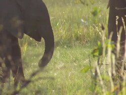 CU PAN Shot of Two elephants grazing and interacting in open floodplain / Okavango Delta, North West District, Botswana Stock Footage