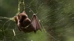 A brown bat struggles in a sticky spider web. Stock Footage