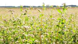 MS DS Buckwheat Blossoms In The Field Stock Footage