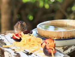 Domestic Wildlife: Field mouse eating Stock Footage