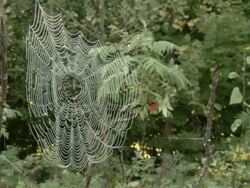 MS Spider web with tree in background / Tweed, Ontaria, Canada Stock Footage
