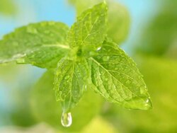 fresh mint Stock Footage