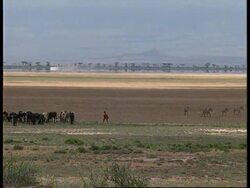 KENYA: ANIMAL SANCTUARY ESTABLISHED NEAR AMBOSELI NATIONAL PARK News Clip