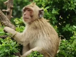 Ape Close Up Stock Footage