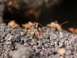 Termites Stock Footage