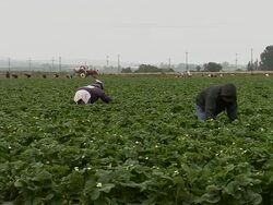 Slow pan of farmers harvesting strawberries. Stock Footage