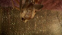 A locust breathes as it clings to wire mesh. Stock Footage