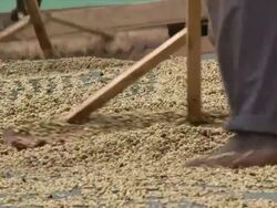 Coffee beans drying in the sun; man manually sorting coffeebeans Stock Footage