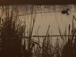 L/S waterfowl in a wetland at sunset Stock Footage