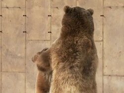  MS TD SLO MO Two grizzly bears  fighting / Livingstone, Montana, United States Stock Footage