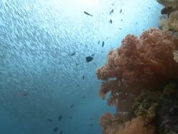 Huge shoal of fish, coral in foreground, Southern Visayas, Philippines Stock Footage