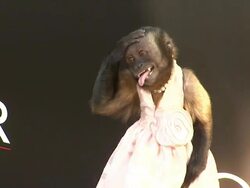 Crystal the Capuchin Monkey at the 'The Hangover Part II' premiere at Hollywood CA. (Footage by WireImage Video/GettyImages) Stock Footage