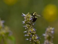 CU TU SLO MO Flying bumblebee on light purple flowers / Morristown , New Jersey, USA Stock Footage