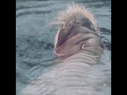 SYND 31-12-73  CHICAGO ZOO COMBATING THE COLD DURING ENERGY CRISIS Instructional Video