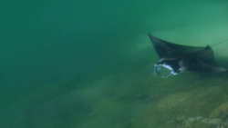 A Reef Manta Ray (Manta alfredi) swims over a reef near the coast of the Hawaiian island of Oahu. Stock Footage