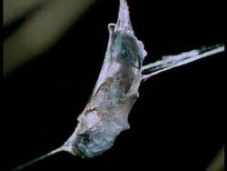 Ant struggling wrapped up in Net-casting Spider silk, Australia Stock Footage