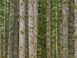 Forest Stock Footage