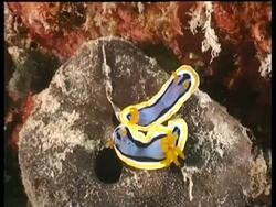 MS Pair of Sea Slugs on rock, C.Annae, Kapalai, Sipadan, Borneo, Malaysia Stock Footage