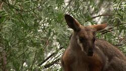 A juvenile wallaby sits in a tree and moves its ears. Stock Footage