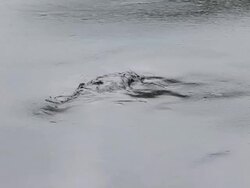 Oil spill on Gulf Stock Footage