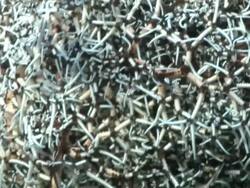 ECU ZO Coiled basket star attached to sea fan swaying and covered with various coral and sponges / Matola, Maputo, Mozambique Stock Footage