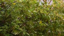 watering  Wrightia religiosa Stock Footage