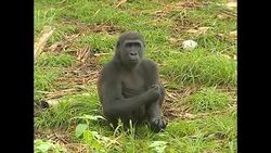 Gorilla family on Loango National Park News Clip
