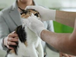 Cat treated by veterinarian Stock Footage