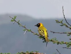 MS Spekes weaver male standing on branche and looking around in bogoria Park / National Park, Africa, Kenya Stock Footage