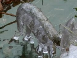 MS Icicle at little brook / Kastel, Rhineland-Palatinate, Germany  Stock Footage