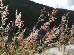 Wild grass Stock Footage