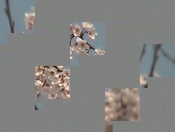 Japanese Sakura in Full Bloom Stock Footage