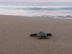MS Baby sea turtle lying on beach / Greece Stock Footage