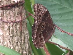 Peleides Blue Morpho Stock Footage