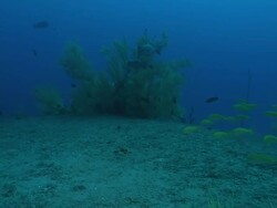 MS Shot of Several branched black coral swaying with surge and scattered on reef / Matola, Maputo, Mozambique Stock Footage