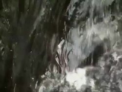 European eel elvers (Anguilla anguilla) migrating upstream, being washed back into river, River Teifi, Wales Stock Footage