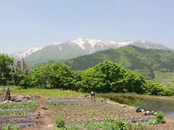 WS View of Old woman farmer working at farm near World heritage / Shirakawa go, Gifu Prefecture, Japan  Stock Footage