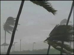 MWA Palm trees blowing in tropical storm, USA Stock Footage
