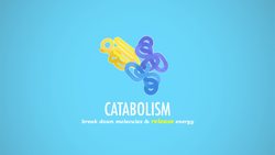 Metabolism & Nutrition, part 1: Crash Course A&P Instructional Video