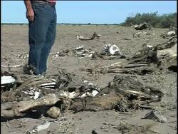 Drought turns once fertile grasslands into desert News Clip