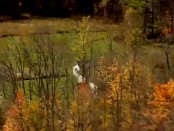 MS AERIAL DS ZI ZO View of Homer Noble Farm and Robert Frost Cabin surrounded by trees / Vermont, United States Stock Footage