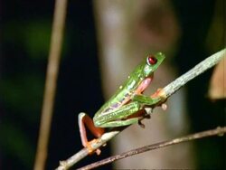Red-eyed tree Frog (Agalychnis callidryas), climbs branch, close up Stock Footage